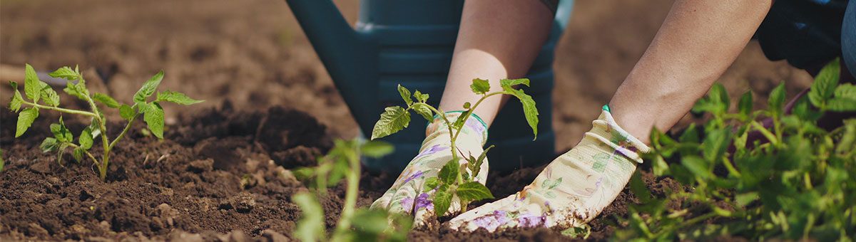 Cinco consejos para mantener tu jardín