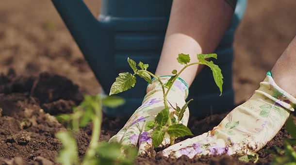 Cinco consejos para mantener tu jardín
