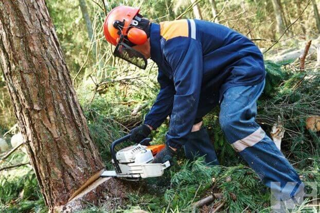 Jak ściąć drzewo piłą łańcuchową?