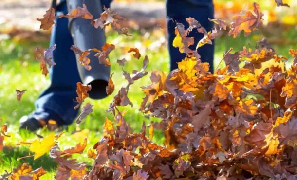 Jaka dmuchawa do liści?